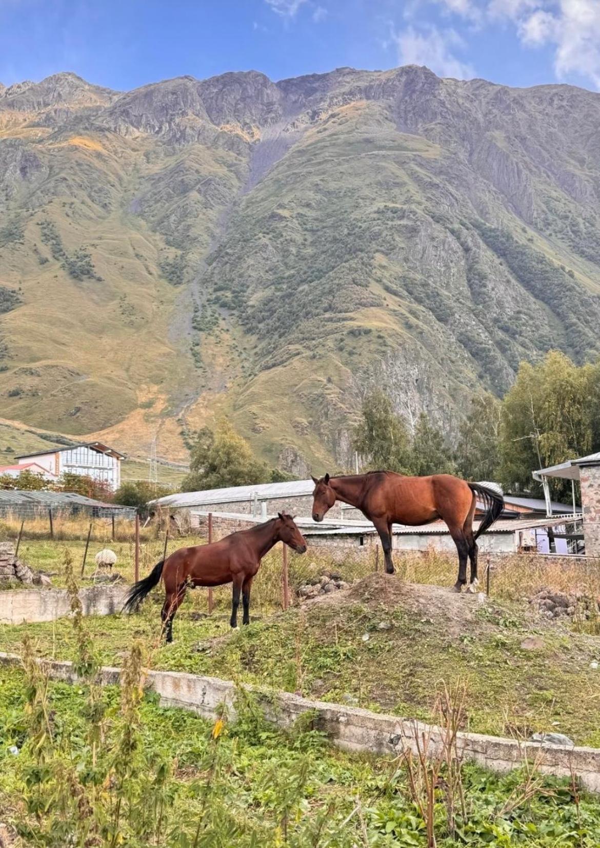 Edelweiss Cottage Kazbegi מראה חיצוני תמונה